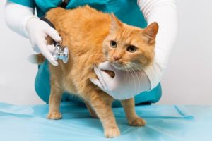 Allergy Testing & Treatment For Cats