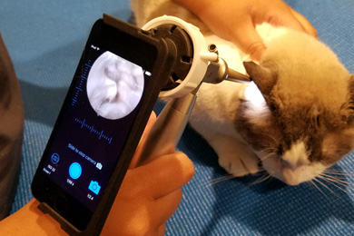 Cat Receiving Video Otoscopic Ear Exam