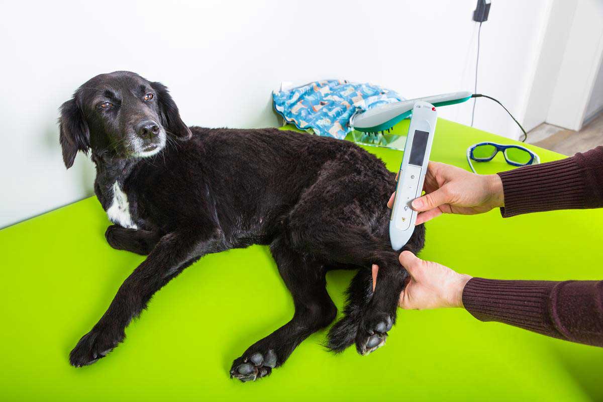 Dog During Laser Therapy